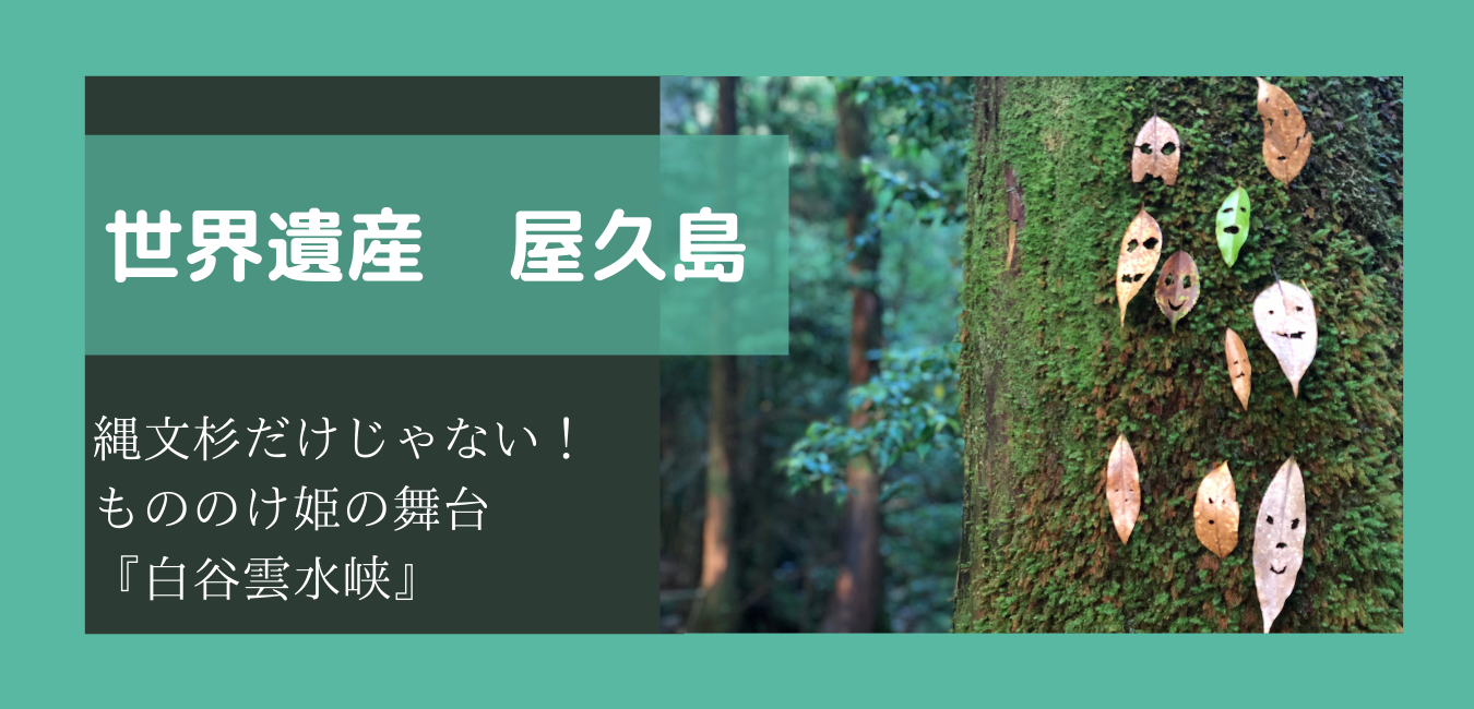 世界遺産 屋久島 縄文杉だけじゃない もののけ姫の舞台 白谷雲水峡 やちゃぼうたいむ